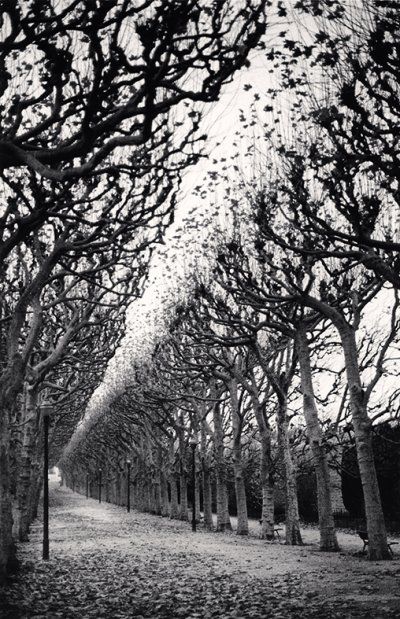 Michael Kenna, Photo Noir, Artistic Pictures, Black And White Landscape, Contemporary Photographers, Landscape Features, London Art, Black And White Pictures, Beetles