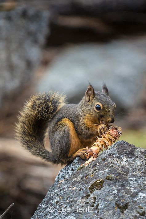 Douglas Squirrel (aka Chickaree) (Tamiasciurus douglasii) feeding on a Douglas Fir (Pseudotsuga menziesii) along the Snow Lakes Trail into The Enchantments, Cascade Range, Okanogan-Wenatchee National Forest, Washington State, USA Douglas Squirrel, Pseudotsuga Menziesii, Forest Washington, Squirrel Cute, Fish Under The Sea, Squirrel Hunting, Snow Lake, Diy Animals, Squirrel Art