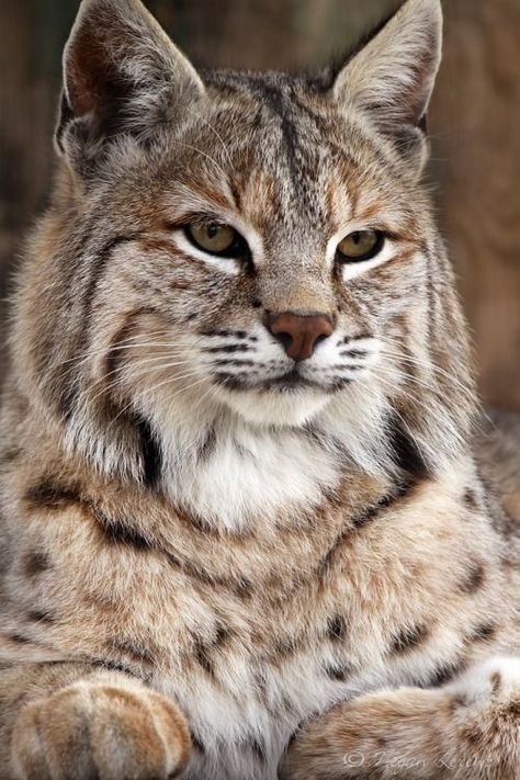 Bobcat (Lynx rufus) North America Types Of Wild Cats, Bob Cats, Small Wild Cats, Regnul Animal, Exotic Cats, Majestic Animals, Large Cats, Wildlife Animals, Lynx