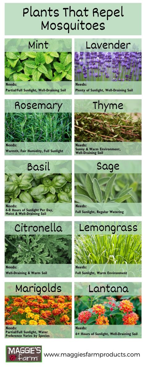 Plants that repel mosquitoes. Mint, lavender, rosemary, thyme, basil, sage, citronella, lemongrass, marigolds, lantana flowers.