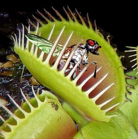 Do you need to hand-feed a Venus flytrap? And, if so, what should you feed it? Plants Science Project, Venus Flytrap Plant, Venus Fly Trap Care, Plante Carnivore, Venus Flytrap, Pitcher Plant, Venus Fly Trap, Fly Traps, Plant Science