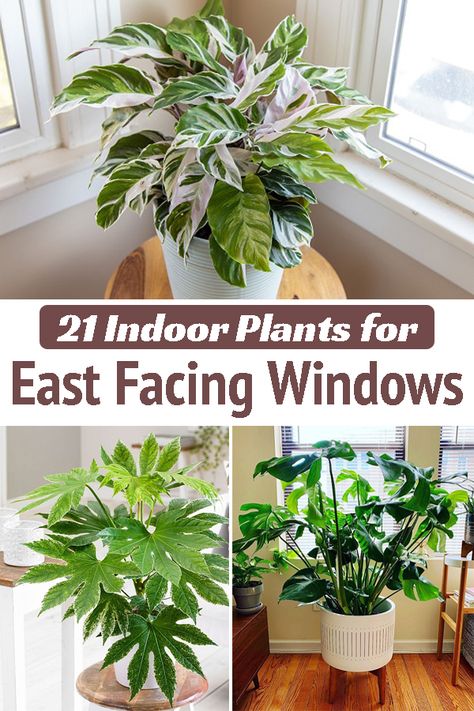 Best Plants For East Facing Window, East Window House Plants, East Window Plants, Morning Sun Plants, Indoor Plants Bedroom, Houseplant Ideas, Houseplant Tips, Plant Jungle, Low Light House Plants