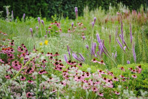 Liatris pycnostachya, Sparklers for the Summer Garden | Meristem Liatris Spicata, Lurie Garden, Blazing Star, East Texas, Urban Area, Summer Beauty, Different Textures, Perennial Plants, Wonderful Words