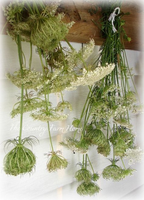 Natural Flower Arrangements, Drying Flowers, Queen Anne's Lace Flowers, Daucus Carota, Dried Flower Wreaths, Queen Anne's Lace, Cut Flower Garden, Queen Annes Lace, Dried Floral