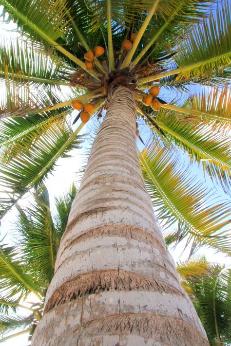 Coconuts palm tree perspective view from... | Premium Photo #Freepik #photo #tree #summer #leaf #green Tree Perspective, Perspective View, Coconut Palm Tree, Coconut Palm, Christmas Projects Diy, Coconut Tree, Photo Tree, Florida Keys, Palm Leaves