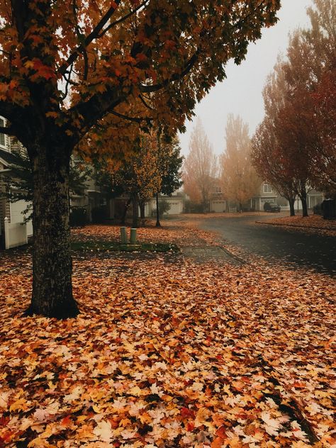 Crisp Autumn Morning, Tis Autumn, Foggy Autumn, Fall Tumblr, Autumn Photos, Fall Mood Board, Autumn Magic, Autumn Morning, Foggy Morning