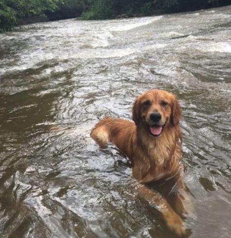 Dog Swimming, A Golden Retriever, Pretty Dogs, Retriever Puppy, Dogs Golden Retriever, Retriever Dog, Golden Retrievers, Hunting Dogs, Dog Care