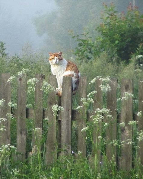 Cottage Aesthetic, Cat Icon, Aesthetic Images, Cat Painting, The Grass, Nature Aesthetic, Beautiful Cats, Cat Art, A Cat