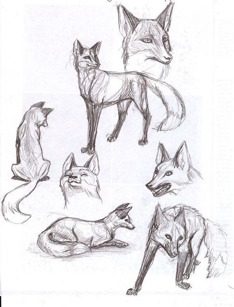 40 Free & Easy Animal Sketch Drawing Ideas & Inspiration - Brighter Craft Zoo Drawing, Animal Sketch, Fox Drawing, Easy Animals, Animal Study, Pet Fox, Drawing Style, Types Of Animals, Nature Drawing