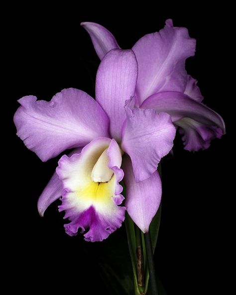 Orchid ~ so pretty, so delicate Purple Flower Names, Small Purple Flowers, Cattleya Orchid, Unusual Flowers, Purple Orchids, Beautiful Orchids, Most Beautiful Flowers, Sugar Flowers, Orchid Flower