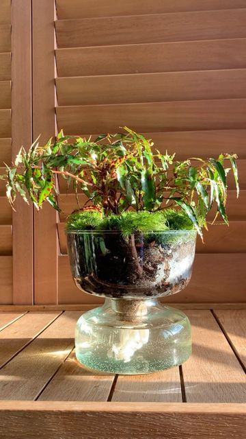 Begonia Terrarium, Begonia Amphioxus, Plant Mama, Self Watering Planter, Self Watering, The Plant, North East, Plant Lover, Window Sill