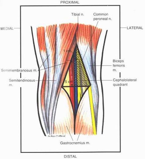 Popliteal fossa Popliteal Fossa, College Notebook, Elbow Pain, Lower Limb, Muscle Anatomy, Medical Anatomy, School Related, Leg Muscles, Anatomy And Physiology