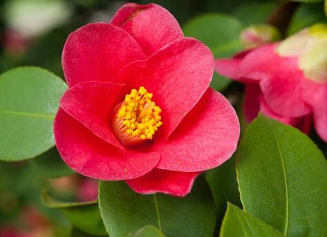 Yuletide Camellia Fall Flowers Camellia Shrub, Yuletide Camellia, Patio Fruit Trees, Crape Myrtle, Patio Plants, Balloon Flowers, Hardy Plants, Flowering Shrubs, Evergreen Shrubs