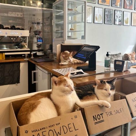 Cats Cafe Aesthetic, Animal Cafe Aesthetic, Cafe Core Aesthetic, Pet Cafe Aesthetic, Cat Cafe Aesthetic Interior, Cat Cafe Design, Cat Cafe Ideas, Cat Cafe Interior, Cat Cafe Aesthetic