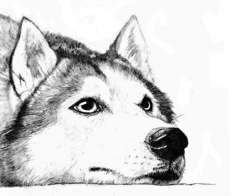 Husky Dogs Drawing, Husky Drawing Sketches, Husky Sketch, Caine Husky, Husky Tattoo, Husky Drawing, Pencil Drawings Of Animals, Head Drawing, White Drawing