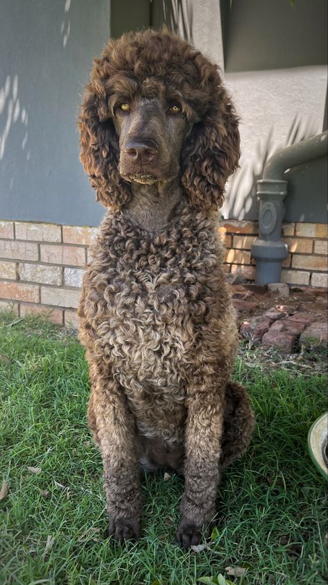 Poodle Winter Haircut, Poodle Haircut Styles Standard, Standard Poodle Haircut Styles, Labradoodle Haircuts, Brown Standard Poodle, Poodle Hairstyles, Labradoodle Haircut, Standard Poodle Haircuts, Standard Poodle Puppy