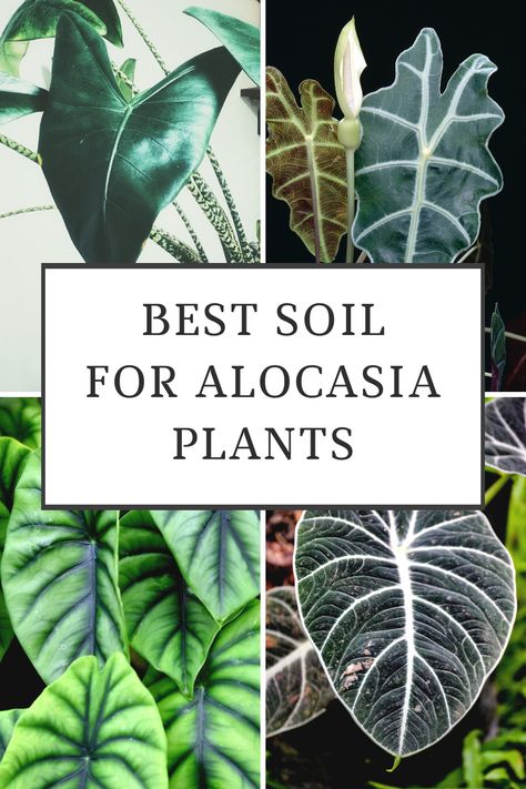 Alocasia Quilted Dreams, Types Of Alocasia Plant, Alocasia Soil Recipe, Alocasia Plant Care Indoor, Alocasia Ninja, Alocasia Plant Care, Alocasia Micholitziana, Alocasia Care, Alocasia Polly