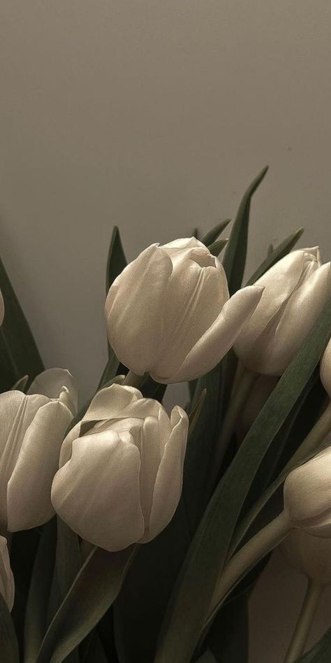 White Tulips Wallpaper, Fav Flower, Iphone Ideas, Phone Inspo, Flower Iphone Wallpaper, Pc Wallpaper, Fancy Video, White Tulips, Happy Vibes