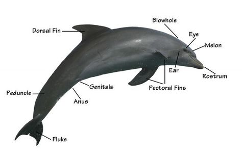 https://quizlet.com/231880318/dolphin-anatomy-diagram/ Dolphin Anatomy, Oceanography Marine Biology, Start Studying, Learn Vocabulary, Anatomy Study, Oceanography, Study Tools, Marine Biology, Zoology