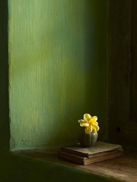 Paul Massey Still Life Flowers, Still Life Photos, Yellow Aesthetic, Colour Board, Green Paint, Yellow Flower, Green Wall, Color Of Life, Green Aesthetic