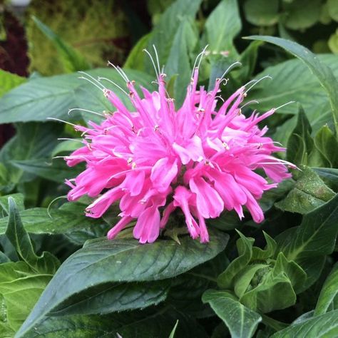 MONARDA_PARDON_MY_PINK_BEE_BALM_GC_MONPP_01 Bee Balm Plant, Bee Balm Flower, Proven Winners Perennials, Hummingbird Plants, Dry Garden, Bee Balm, Beautiful Pink Flowers, Proven Winners, Perennial Garden