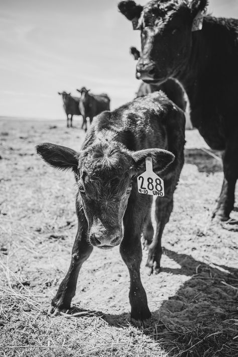 Black And White Aesthetic Country, Black And White Western Photography, Black And White Country Aesthetic, Cowgirl Widgets, Black And White Western Wallpaper, Black And White Western Aesthetic, Black Western Wallpaper, Cowboy Asethic, Black And White Aesthetic Photography