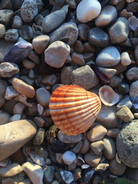 Conchiglie Aesthetic, Sea Aesthetic Wallpaper, Mare Aesthetic, Sea Aesthetic, Wallpaper Photography, Aesthetic Wallpaper, Instagram Feed, Sea Shells, Make Your Day