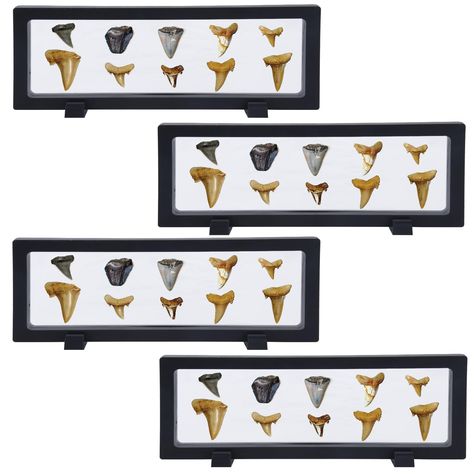 PRICES MAY VARY. 100%pe Shark Tooth Holder : Sealed shark tooth display holder, can effectively protect shark teeth from exposure to the air, dust and oxidation. Large capacity: using a 4-pack, each can hold more shark teeth for you, for you to better display, is a must-have product for shark teeth enthusiasts High-quality material: It is made of high-quality PE film material, which has the characteristics of high elasticity, anti-puncture, and can be reused, if the surface produces a crease, yo How To Display Shark Teeth, Shark Tooth Display, Shadow Box Diy, Diy Shadow Box, Film Material, Display Cases, Shark Tooth, Shark Teeth, Shadow Box