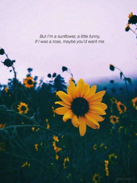 Sunflower Quotes, I Still Want You, Out Of Time, Wallpaper Tumblr, Flower Quotes, Tumblr Quotes, Yellow Sunflower, Intp, Be Mine