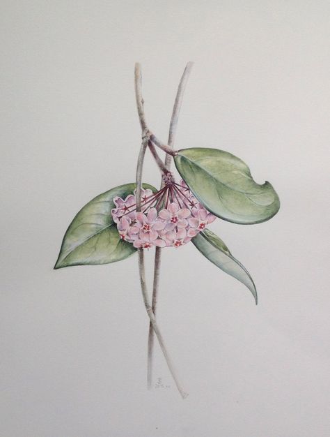 Hoya Carnosa Tattoo, Hoya Flowers Tattoo, Wax Flower Drawing, Hoya Plant Drawing, Hoya Tattoo Design, Hoya Watercolor, Hoya Plant Tattoo, Hoya Drawing, Hoya Tattoo