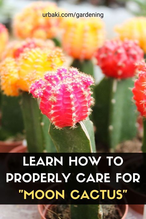 How To Take Care Of Cactus Plants, Cactus Varieties, Moon Cactus, Moon Cactus Arrangement, Mouse Tail Cactus, Types Of Cactus Plants Names, Moon Cactus Propagation, Kinds Of Cactus, Inside Garden