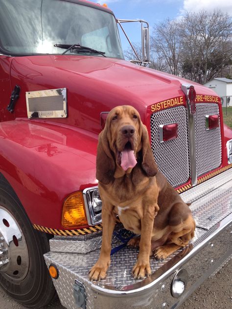 Bama - a Boerner's Bloodhound Blood Hounds, Blood Hound, Bloodhound Puppies, Bloodhound Dogs, Disabled Dog, Military Working Dogs, Bluetick Coonhound, Cute Dog Photos, Puppies And Kitties