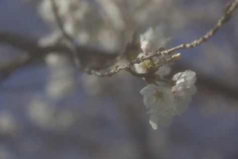 How to Achieve Soft Focus for Dreamy Photography Soft Focus Photography, Focus Aesthetic, Dreamy Photography, Tilt Shift, Focus Photography, Glamour Photography, Floral Photo, Soft Focus, Photography Inspo