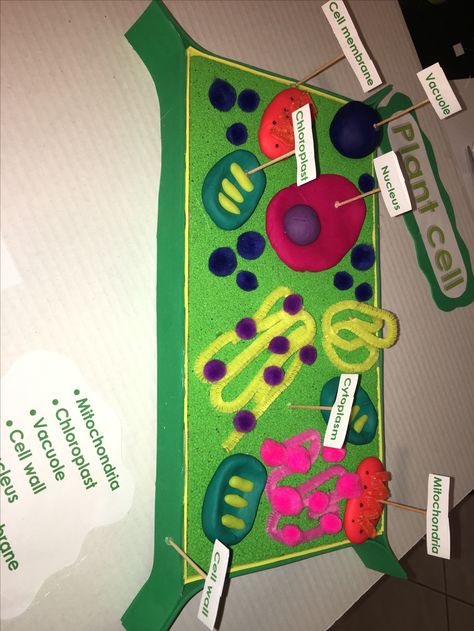 Plant Cell Diagram 3d, Animal Or Plant Cell Project, Plant Cells Model, 3 D Cell Model Project, How To Make A Plant Cell Model, Plant Cell Poster Board Project, Plant Cell Diagram Project, 3d Plant And Animal Cell Project, Plant And Animal Cell Project Models