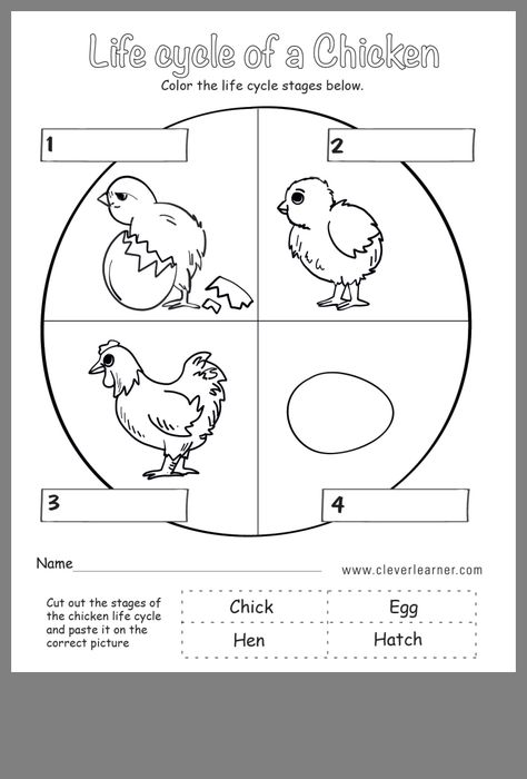 Chicken Life Cycle Worksheet, Life Cycle Of Hen, Chick Life Cycle, Chicken Life Cycle Activities, Life Cycle Worksheet, Life Cycles Kindergarten, Life Cycle Of A Chicken, Life Cycles Preschool, Chicken Life Cycle