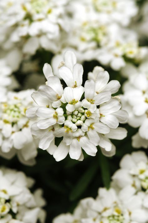 Iberis Sempervirens, Hardening Off Seedlings, Light Post, White Flies, Mountain Valley, Landscape Plan, Plant Spacing, Annual Flowers, Seed Company