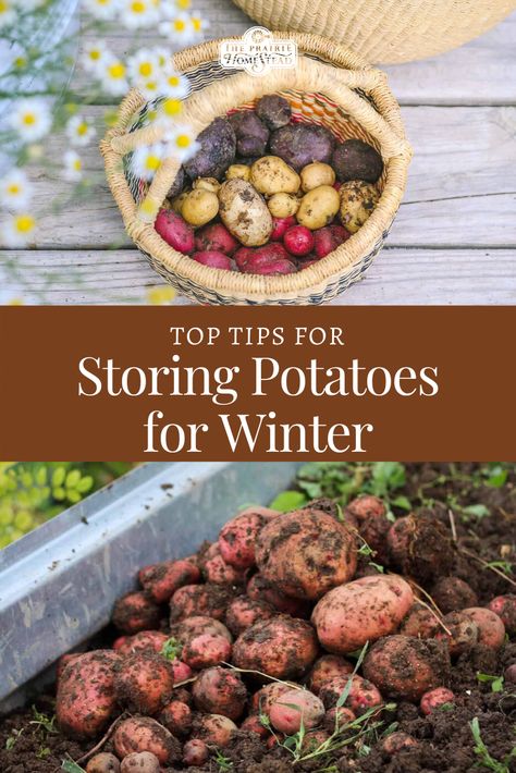 Top Tips for Storing Potatoes for Winter #storingpotatoes #winterpotatoes #harvestingpotatoes Harvesting Vegetables, Storing Potatoes, Potato Storage, Storing Vegetables, How To Store Potatoes, Canning Food Preservation, Root Cellar, Long Term Food Storage, Survival Gardening