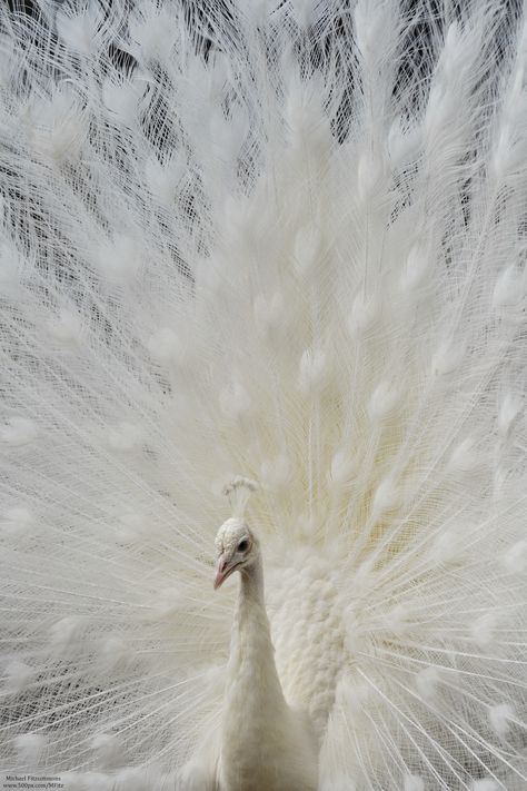 white peacock display | bird photography #peafowl Albino Peacock, Rare Albino Animals, White Animals, Albino Animals, White Birds, White Peacock, White Nature, Cutest Animals, Rare Animals