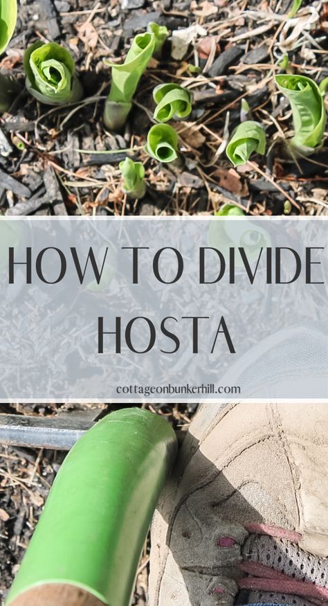 Hosta Borders Landscaping Ideas, Dividing Hostas In The Fall, How To Split Hostas Plants, Hostas Care, Dividing Hostas In Spring, Garden To Do List, Wisconsin Gardening, Transplant Hostas, Hosta Flower