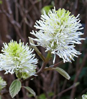 Fothergilla 'Mount Airy'- Using Georgia Native Plants: Native Shrubs for Small Gardens Cascading Planter, Georgia Gardening, Evergreens For Shade, Kalmia Latifolia, Compost Soil, Hydrangea Quercifolia, Oakleaf Hydrangea, Mountain Laurel, Big Leaves