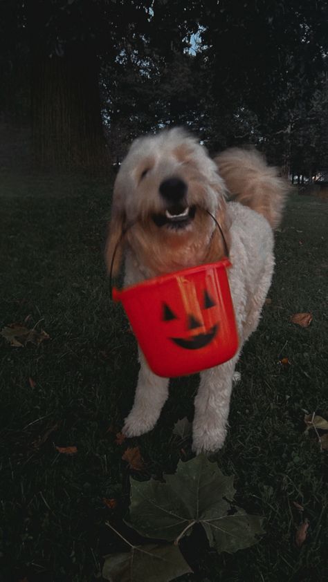 #goldendoodle #puppy #halloween #fall Pet Halloween Photoshoot, Halloween Puppy Photoshoot, Halloween Dog Photoshoot, Fall Asthetic Photos, Dog Fall Aesthetic, Dog Fall Pictures, Goldendoodle Halloween, Halloween Dogs Aesthetic, Puppy Fall Pictures