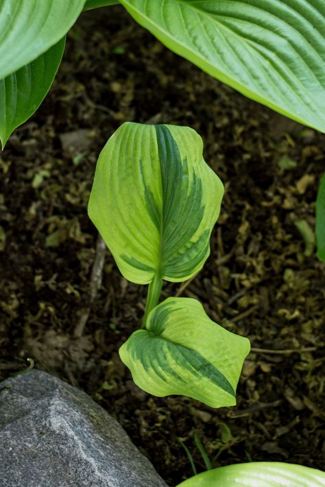 Hostas are an easy-to-grow, low-maintenance perennial plant perfect for shade gardens and low-light areas in your landscape. While you can buy them as potted plants, they’re often much more affordable to buy as bare-root plants, sold alongside flowering bulbs. Here’s everything you need to know about planting hosta bulbs! Kill Weeds Naturally, Hosta Care, Shade Landscaping, Hosta Varieties, Shade Loving Perennials, Shade Gardens, Hosta Plants, Daffodil Bulbs, Organic Mulch