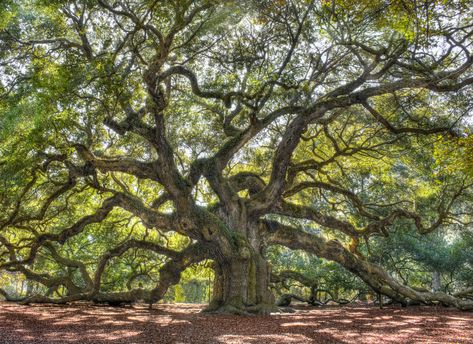 Oak Trees With Moss Fungus | Hunker Angel Oak Trees, Angel Oak, Oak Bluffs, Old Oak Tree, Hartford Ct, Old Tree, Angel Tree, Oak Trees, Live Oak