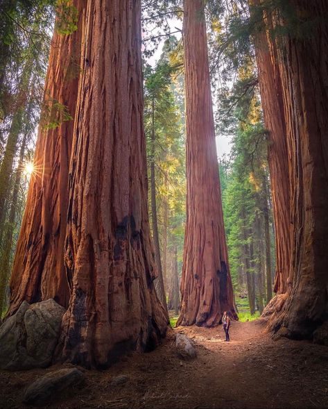 Sequoia Tree, Kings Canyon National Park, Giant Tree, Redwood Tree, Redwood Forest, Sequoia National Park, California National Parks, Big Tree, Tree Forest