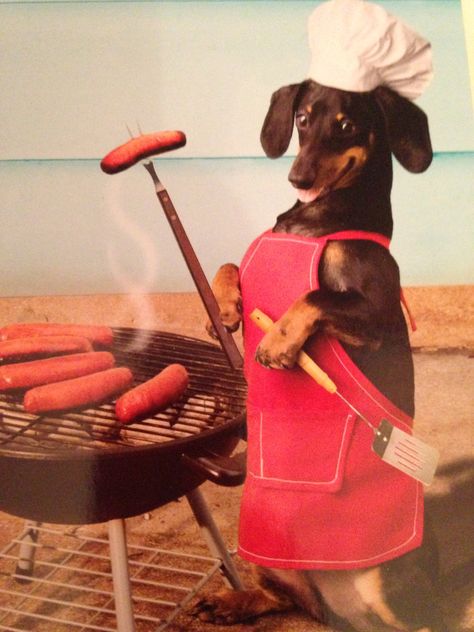 A wiener dog cooking a hot dog so cute!!! Funny Dachshund, Weenie Dogs, Dog Biscuits, Dachshund Lovers, Dachshund Puppies, Dachshund Love, Weiner Dog, Wiener Dog, Dachshund Dog