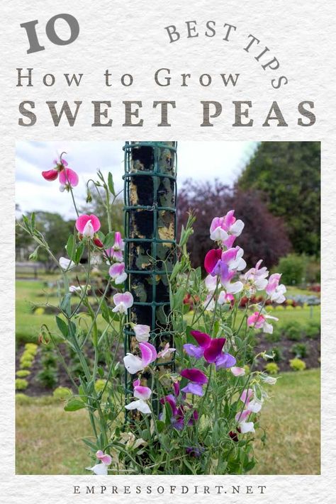 10 Best Tips for Growing Sweet Peas (Sow, Grow, Care) | Empress of Dirt Sowing Sweet Pea Seeds, Sweetpea Support Ideas, Growing Sweet Peas Trellis, Sweet Pea Archway, Sweet Peas In Garden, Sweet Pea Garden Trellis, Sweet Peas Garden, Sweet Pea Trellis Ideas Diy, Sweet Pea Fence