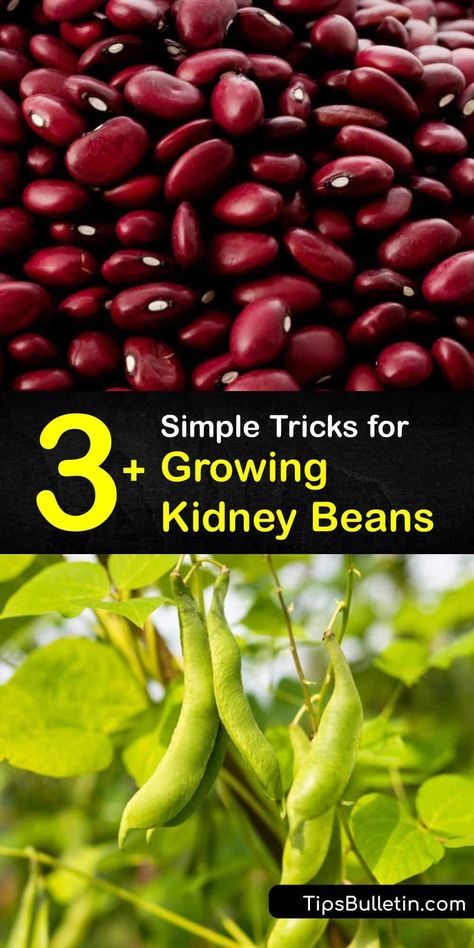 Best Beans To Grow, Growing Red Beans, Growing Beans In Garden, How To Grow Beans, Growing Kidney Beans, Bean Planting, Dehydrate Recipes, Bean Growing, Beans Growing