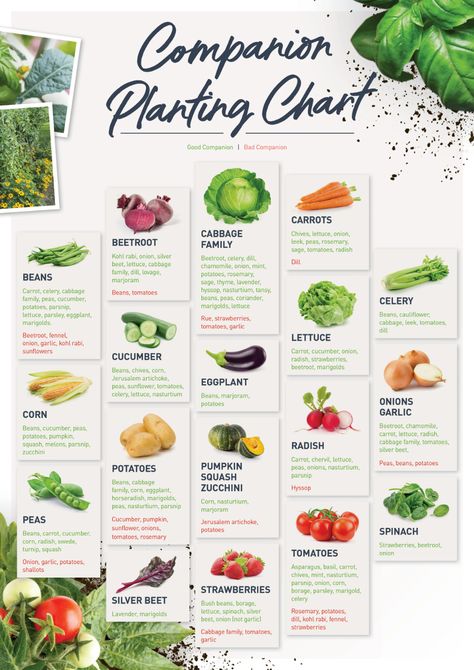 Plant Chart, Herb Companion Planting, Tomato Companion Plants, Planting Chart, Companion Planting Chart, Companion Planting Vegetables, Food Forest Garden, Companion Gardening, Garden Companion Planting