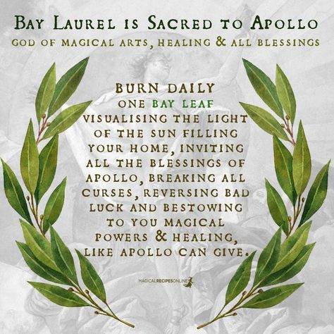 Bay Laurel and its Magical Properties - Magical Recipes Online Magical Recipes, Cleansing Energy, Hoodoo Spells, Bay Laurel, Magickal Herbs, Witch Herbs, Green Witchcraft, Energy Cleansing, Witch Garden