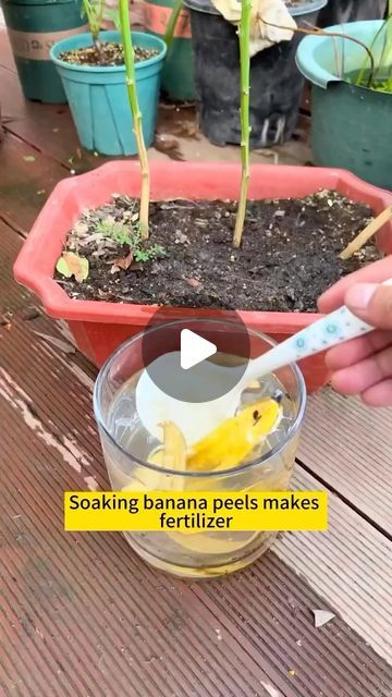 Seed to Flower on Instagram: "Have you ever watered your plants using natural materials? Share your thoughts in the comments below 
 . 
 . 
 . 
Drop ❤️ if you want more video like this #gardening #garden #gardeningtips #gardenlife #gardeninspiration #gardenideas #gardenlove #gardendesign #gardenersofinstagram #gardenersworld #gardenphotography #gardenlovers #gardenart #gardenbeauty #gardenplants #gardenviews #gardenersparadise #gardeningcommunity #gardenaddict" Garden Hacks Diy, Plant Care Houseplant, Vegetable Garden Diy, Plant Nutrients, Growing Plants Indoors, Fertilizer For Plants, Home Vegetable Garden, Organic Gardening Tips, Vegetable Garden Design